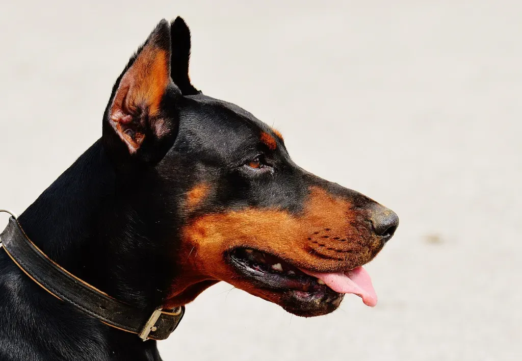 ile żyje doberman