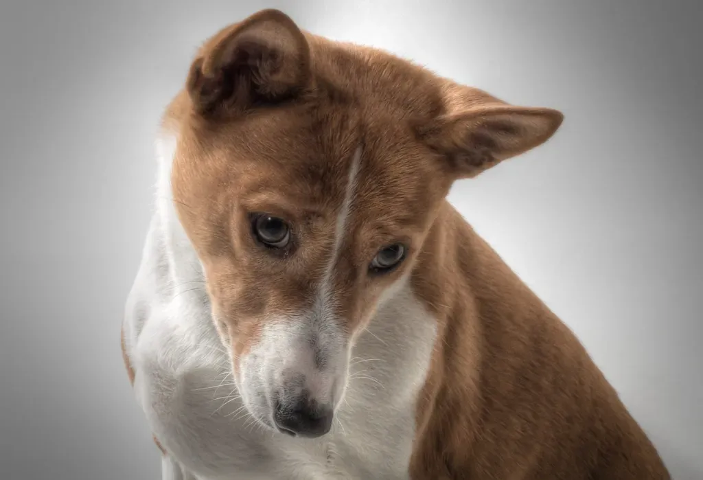 basenji charakter