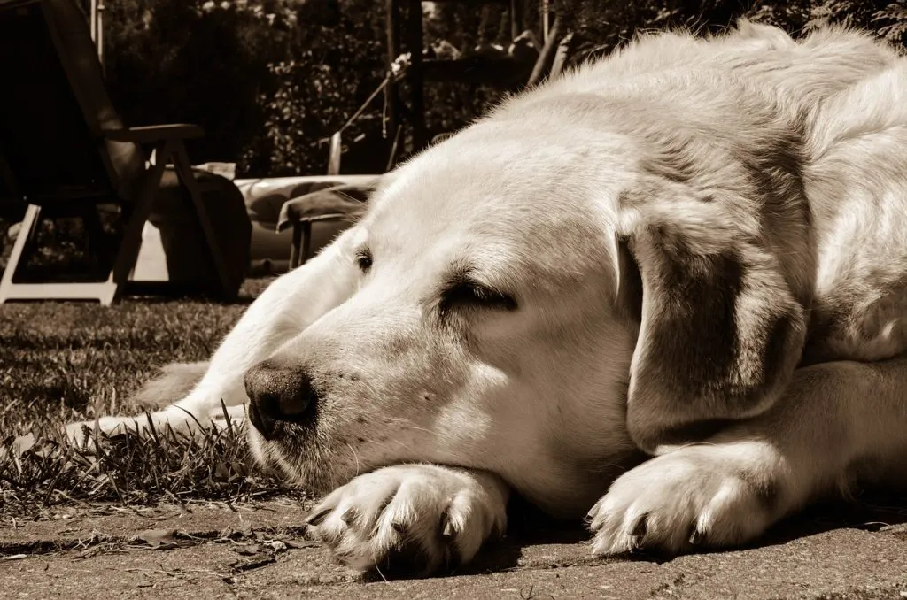Ile żyje labrador retriever?