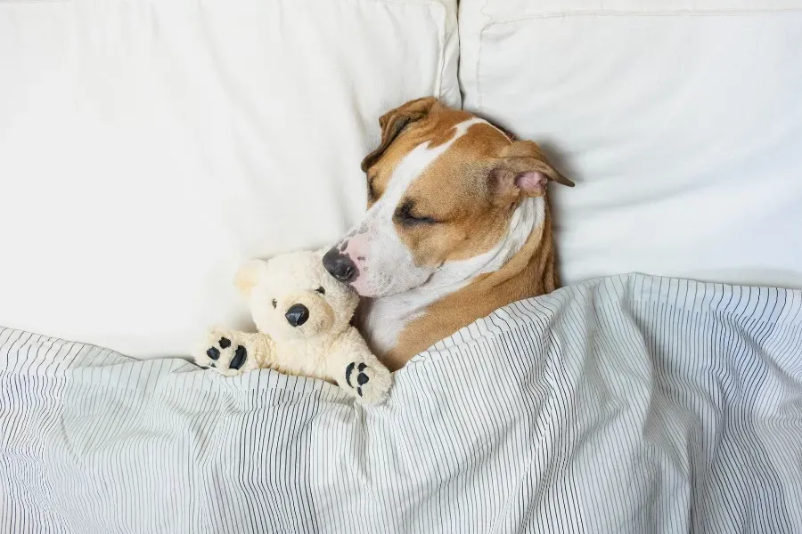 Legowiska dla Owczarka Belgijskiego Malinois