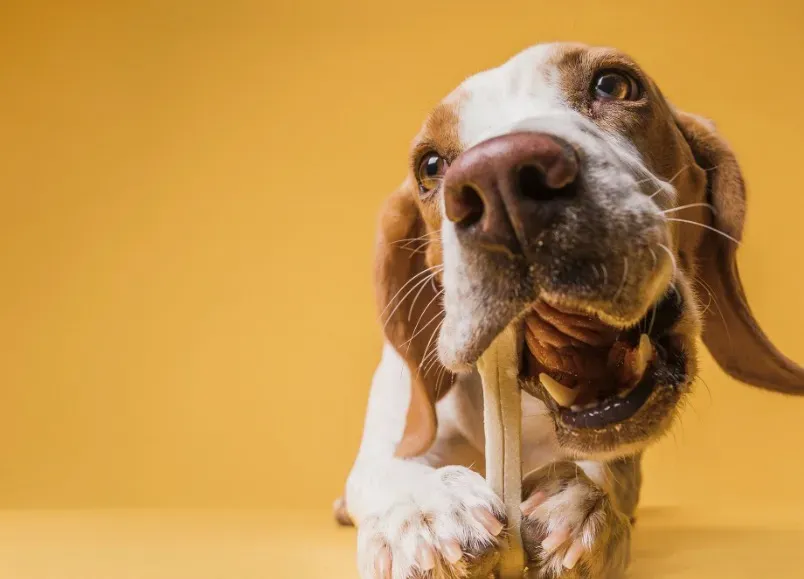 pies gryzący kość